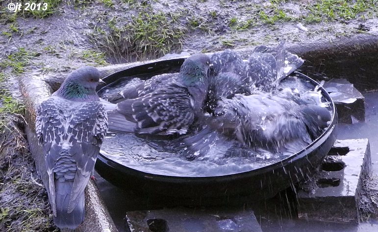 Simply Superb Swans Sleeping Merganser Pigeon Baths Simply Superb Swans Sleeping Merganser Pigeon Baths