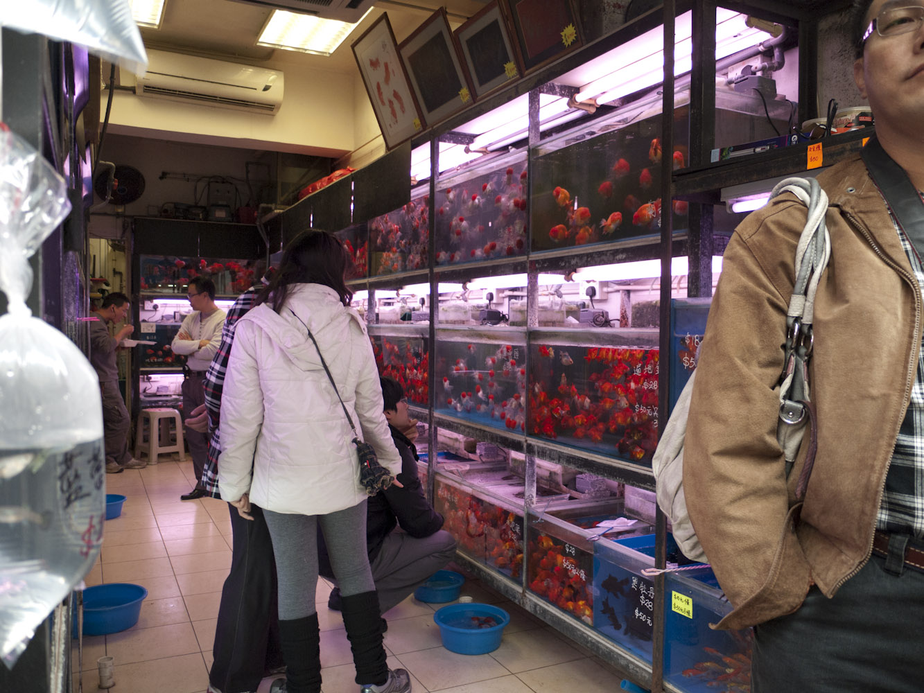 Emily Uses the Goldfish Market