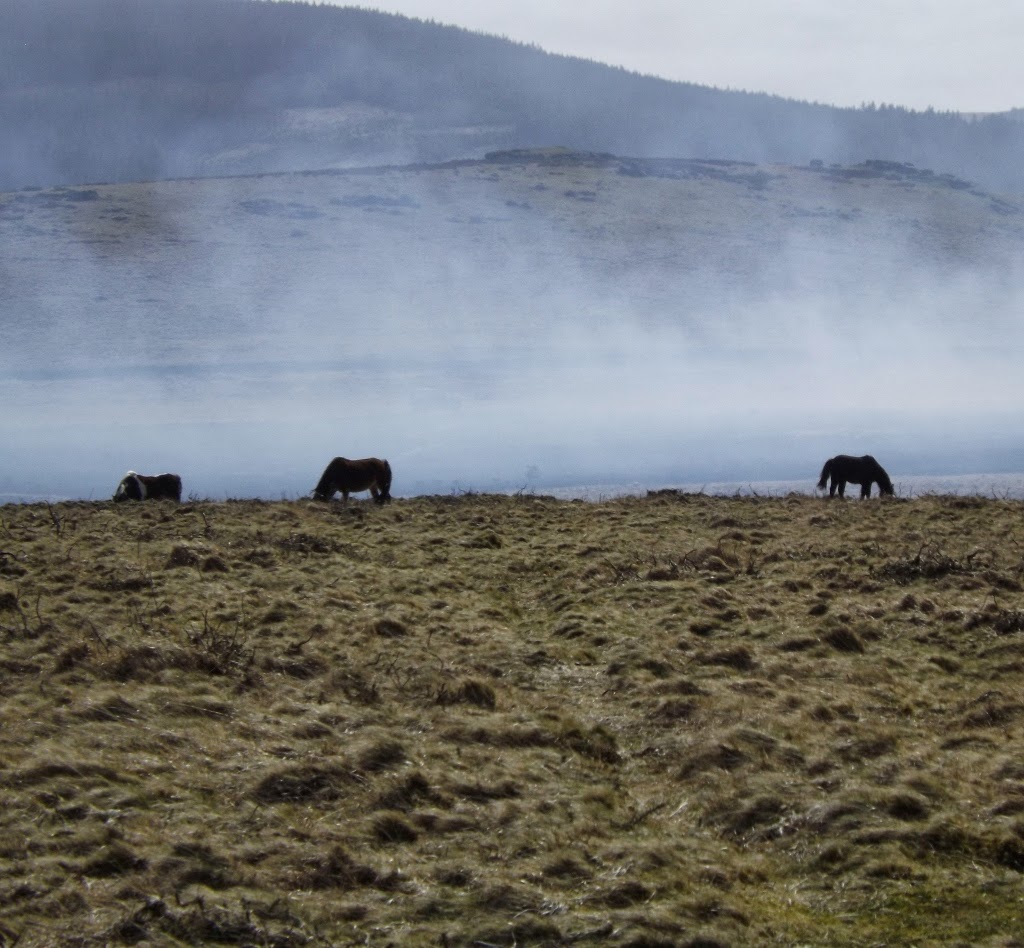 Swailing Dartmoor Ramblings: SWAILING