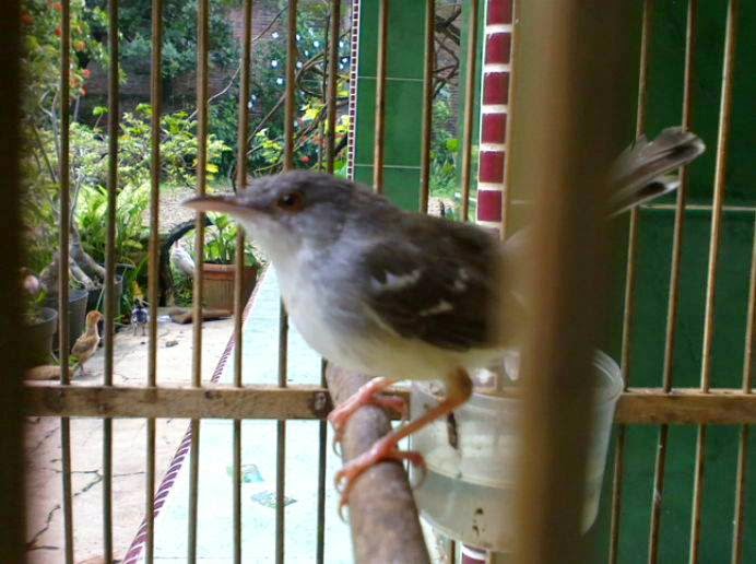 Ciblek Kristal Jantan Dan Betina Ciblek Jantan dan