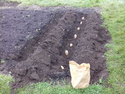 Allotment Growing - First Early Potatoes