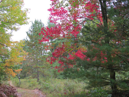 red autumn leaves