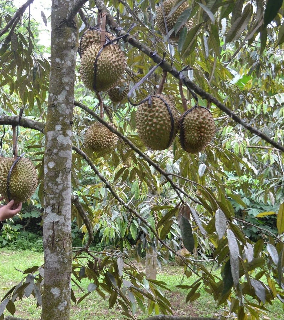 LS Psychology, my Lifestyle Targe t Alternative medicine treatments