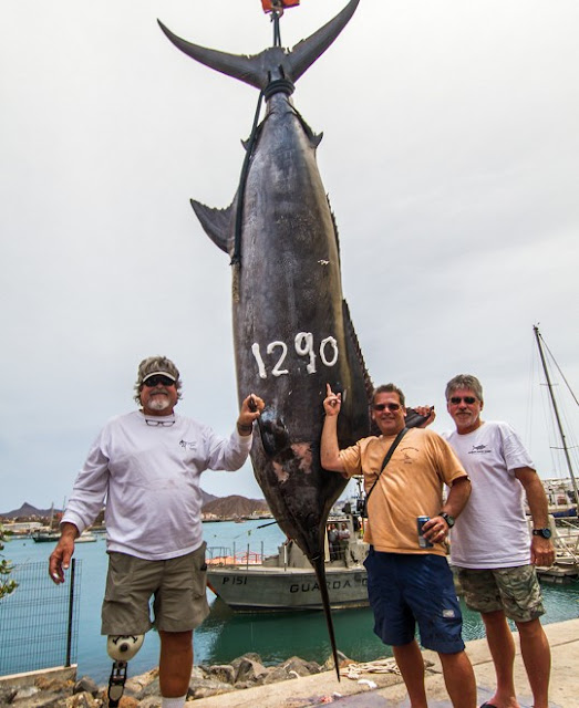 International Fishing News: CAPE VERDE: caught one of the biggest blue