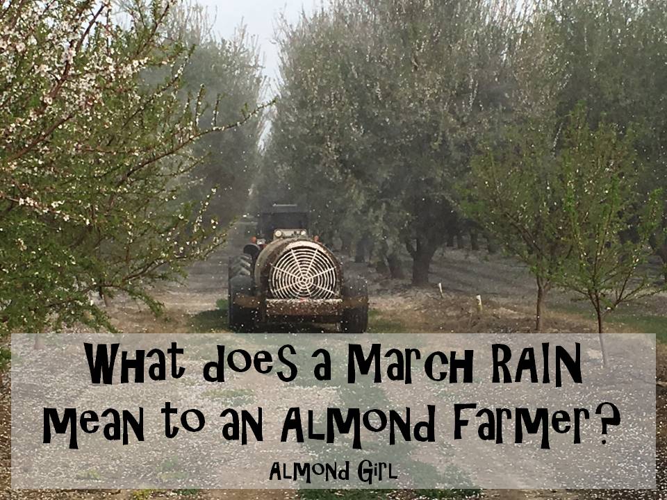 What does a March RAIN mean to an almond farmer?