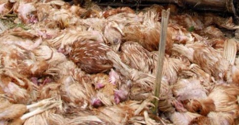 99 Arti Mimpi Melihat Ayam Mati - Anak, Jago, Hitam, Putih, Peliharaan - Arti  Mimpi Ayam