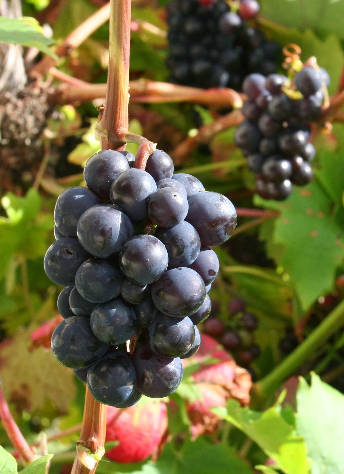 Scottish Artist and his Garden SCOTTISH GRAPE VINES