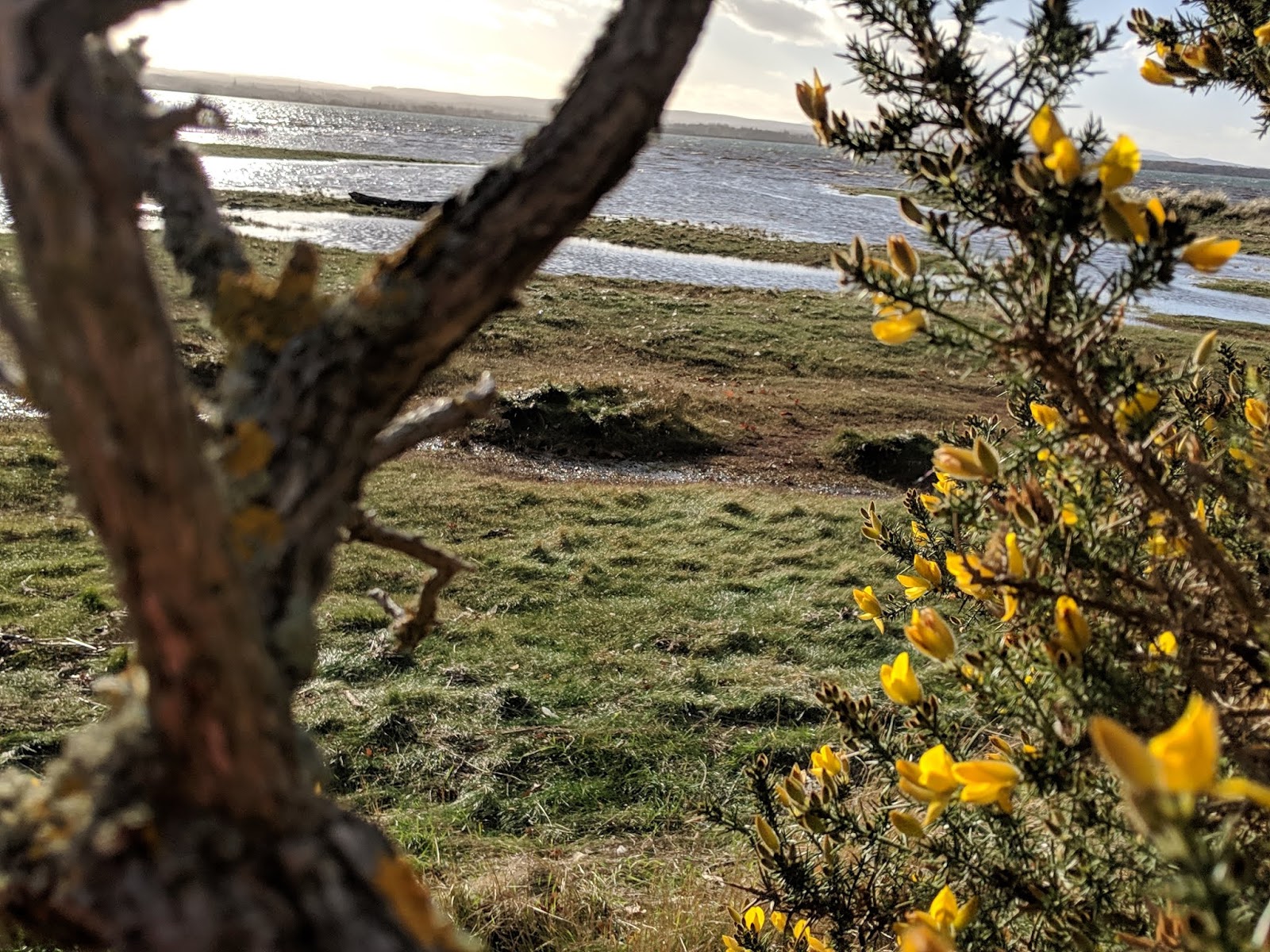 Sanscrit Die Weisse Buffelfrau November 2018