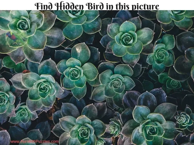 Hidden Bird Picture Puzzle