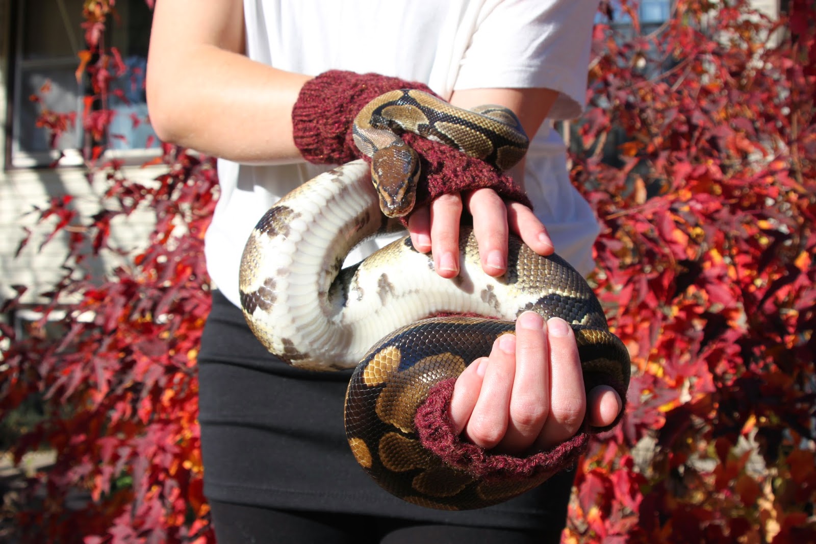 Emily's Knitted Whimsy: Pattern - Slither Mitts