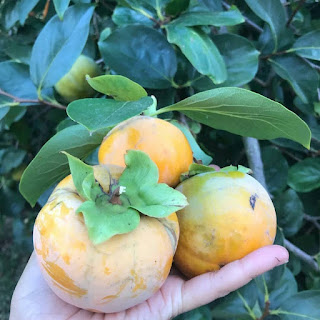 Manfaat Buah Kesemek Bagi Kesehatan Dan Pengobatan   tidak dapat dipungkiri lagi kalau buah adalah jenis makanan yang yang kaya akan vitamin m Manfaat Buah Kesemek Bagi Kesehatan Dan Pengobatan