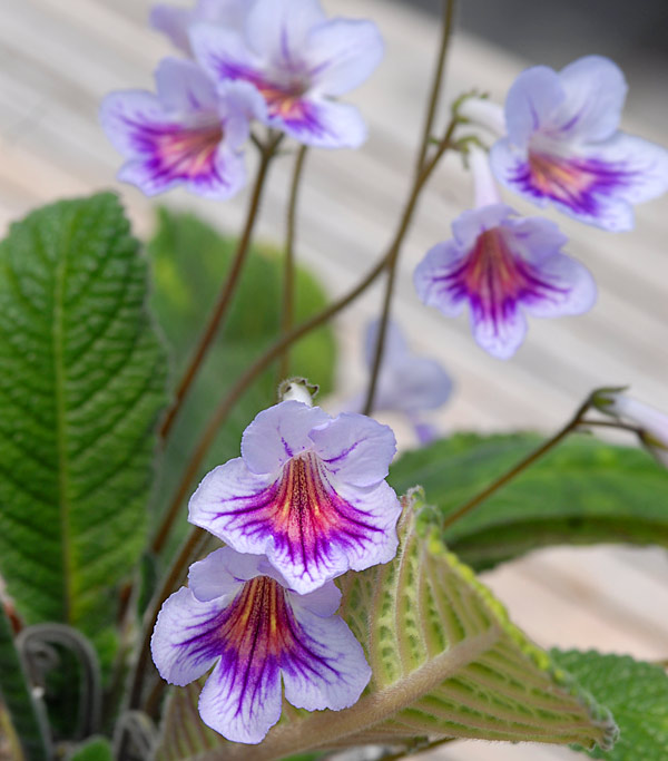 Floras Univers: Streptocarpus 2