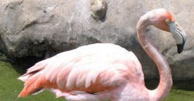 Flamingo