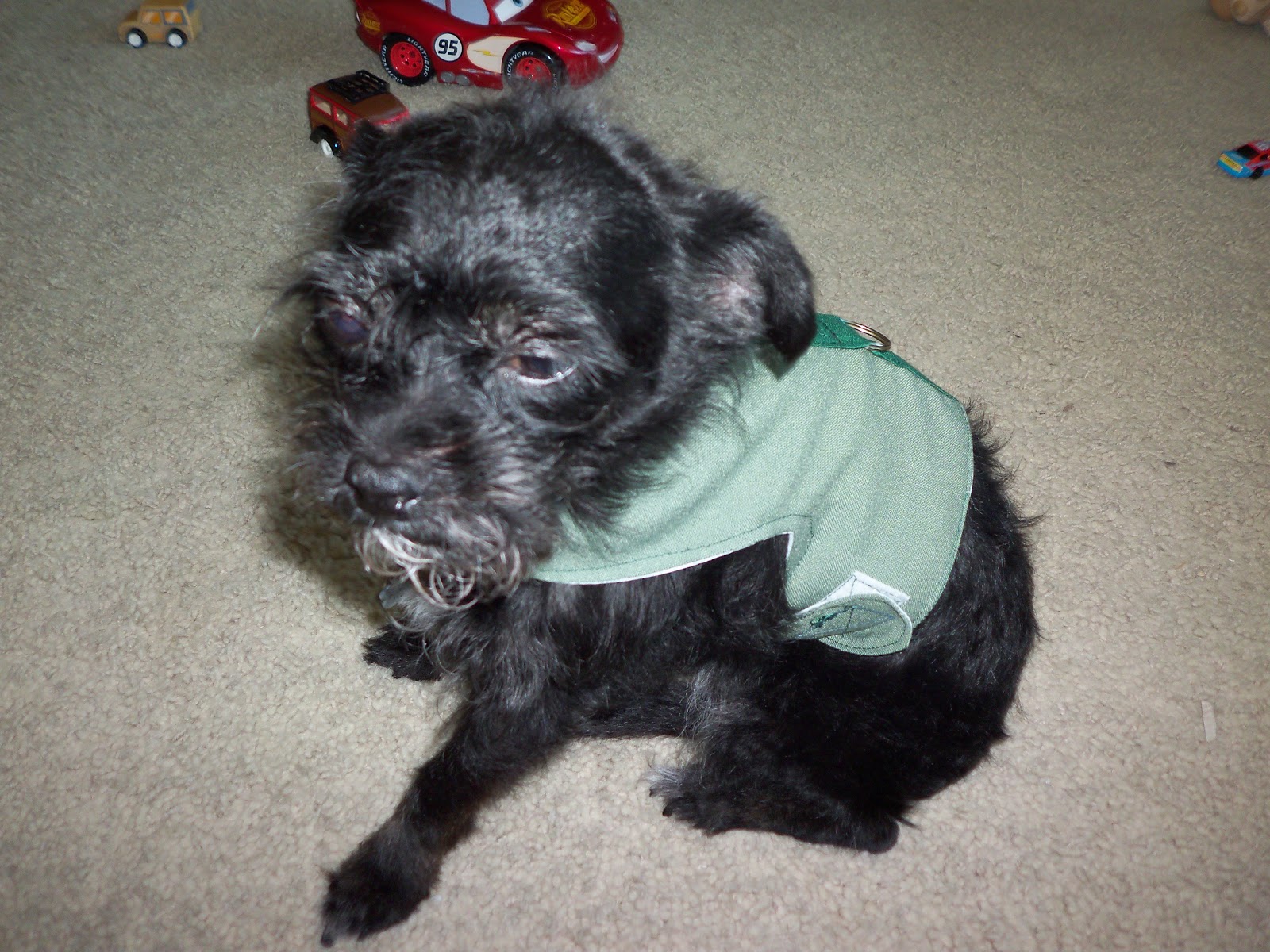 Homeschool Smarts Homemade dog Harness
