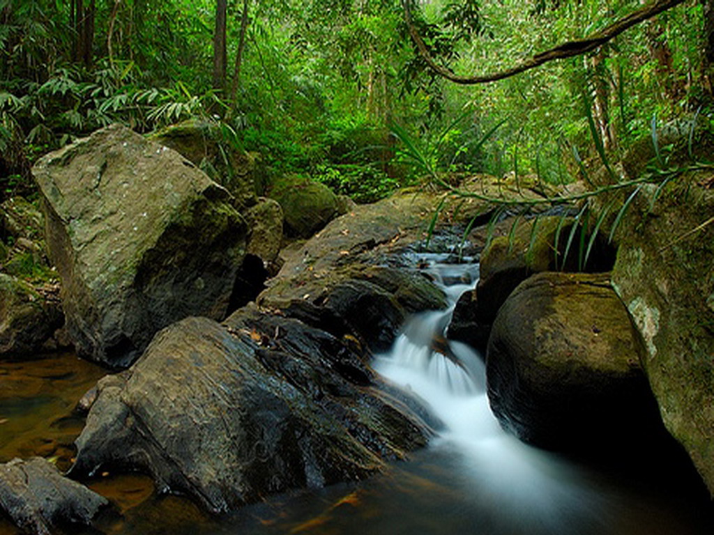 Syod Sinharaja Forest Protected Species – EMVQMJ