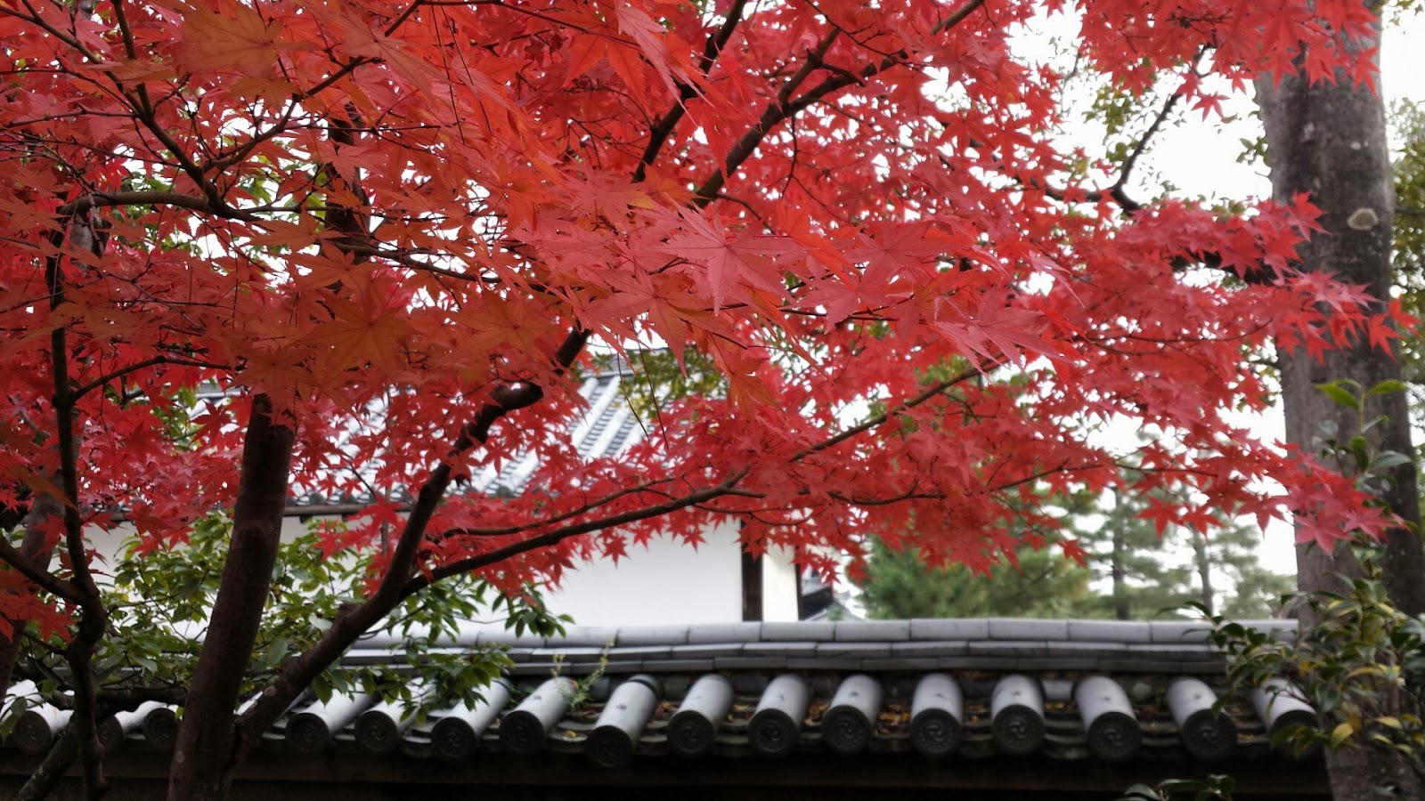 Shunkoin Temple Today Schedule of Zen Mindfulness Classes in English