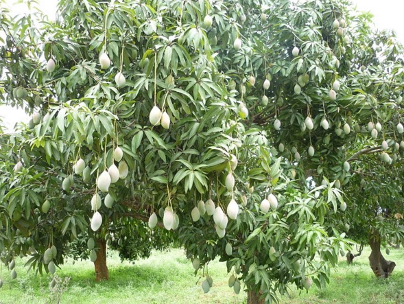 Tukang Garap Pr Sekolah Laporan Hasil Observasi Pohon Mangga