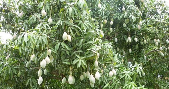 TUKANG GARAP PR SEKOLAH LAPORAN HASIL OBSERVASI “POHON