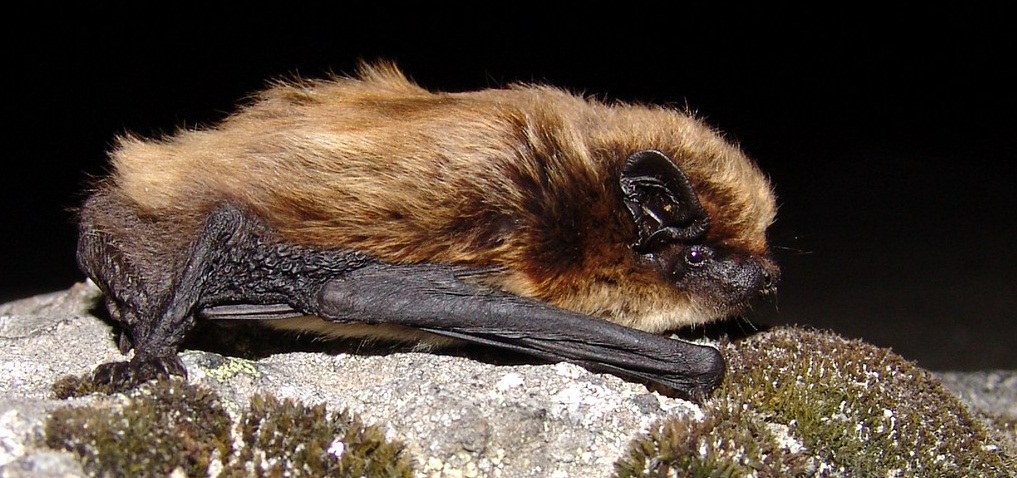 UM DIA DE CAMPO Hypsugo savii