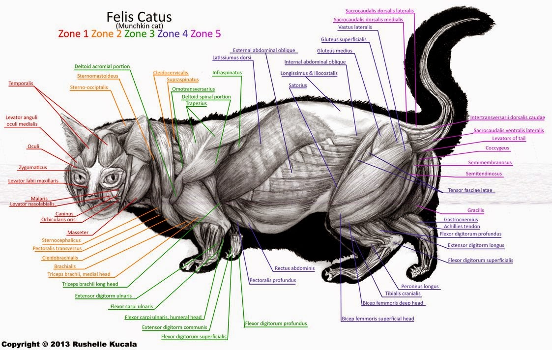 Munchkin Kittens Mart 2015