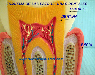 <Img src="esquema-cuello-dental-normal.jpg" width = "2464" height "1944" border = "0" alt = "Esmalte dental">