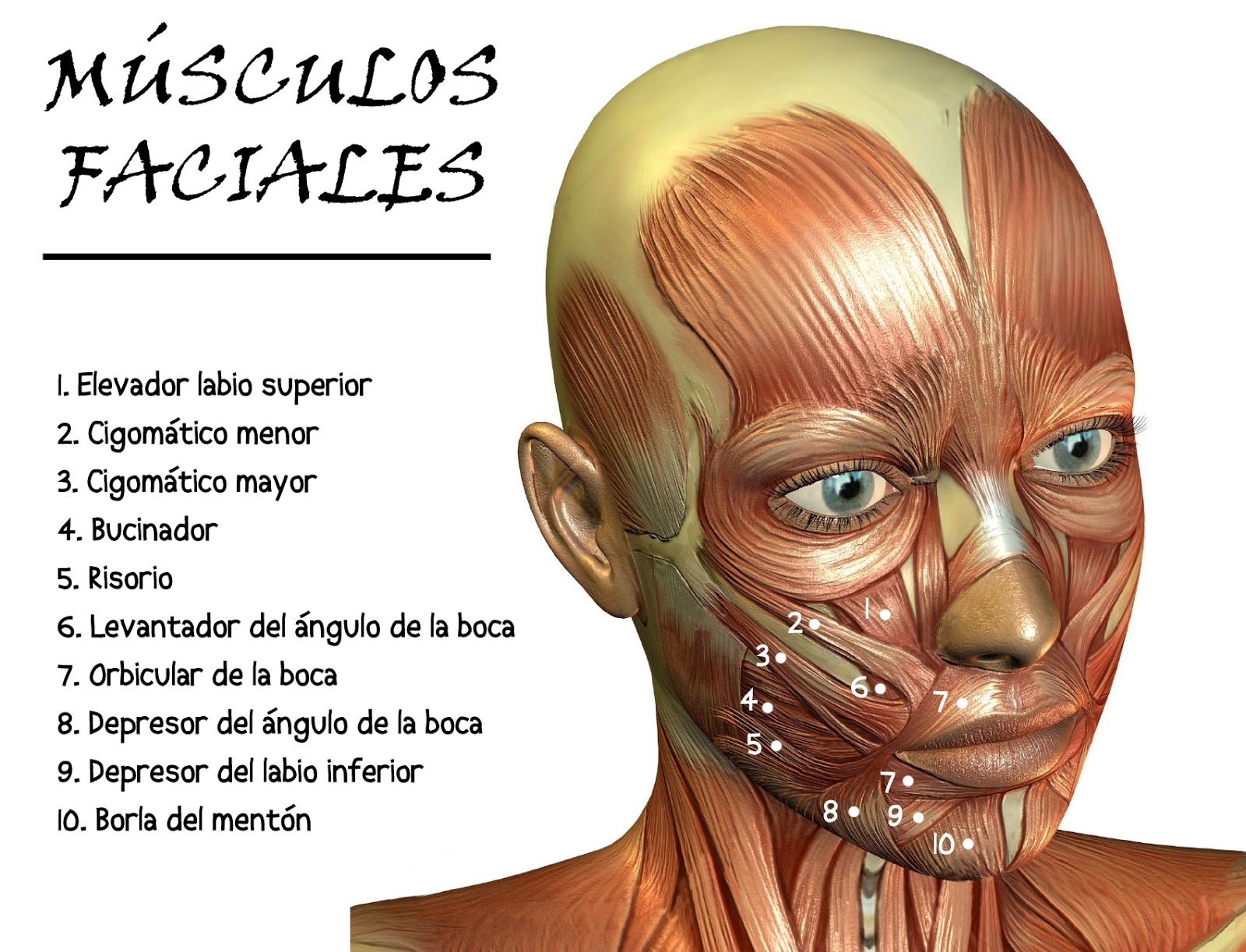 ENTUBAT M SCULOS FACIALES