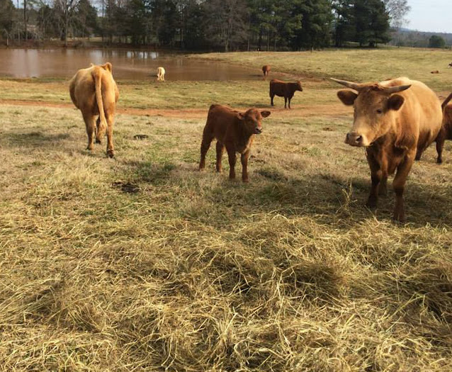 Cooking With Mary and Friends West Ridge Farms Premium Beef Farm Tour