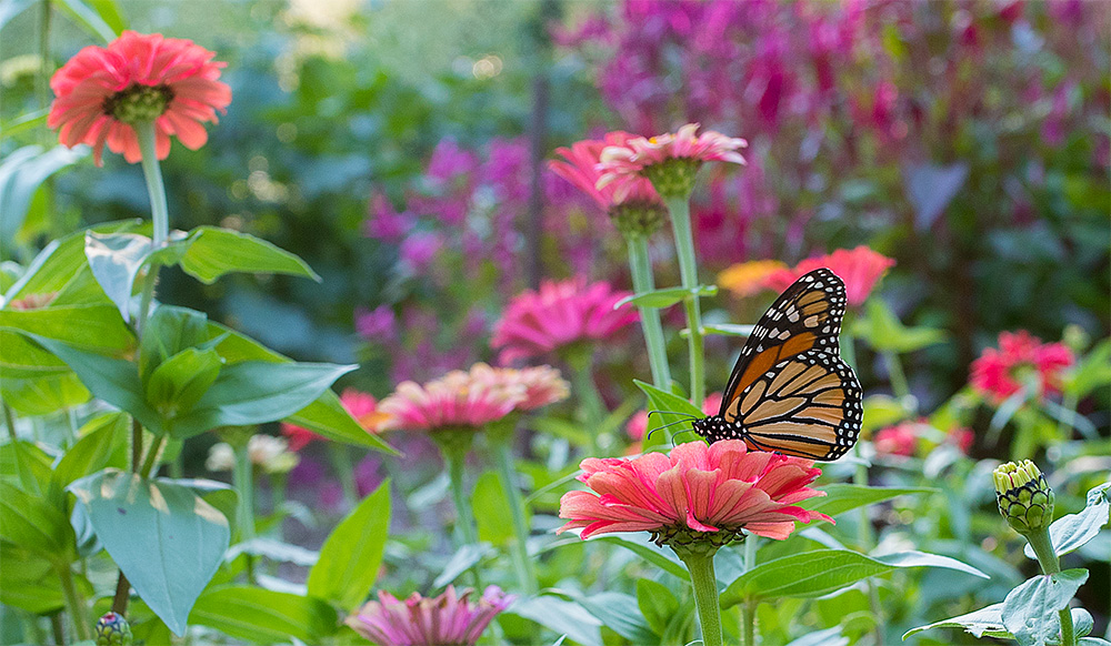 Habitat for Lepidoptera Five Easy Steps to Successful Butterfly Gardens