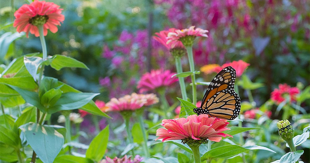 Habitat for Lepidoptera Five Easy Steps to Successful Butterfly Gardens