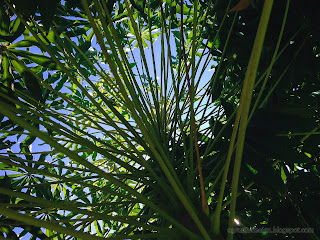 Laying Beneath Of Manihot Esculenta Plants In Sunny Day In The Garden