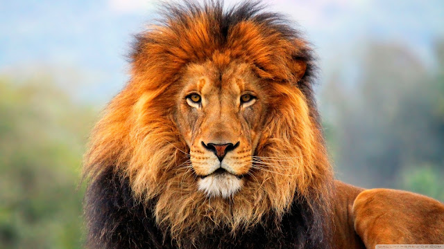 صور أسد