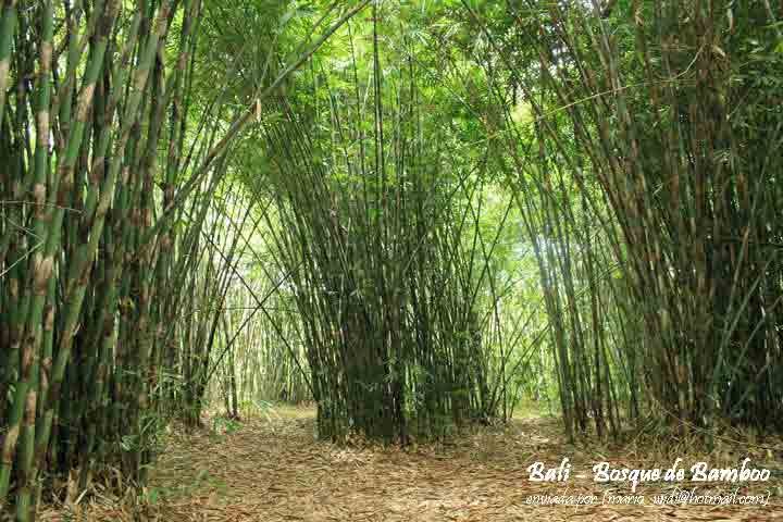 Hutan Bambu  Wisata  Bangli