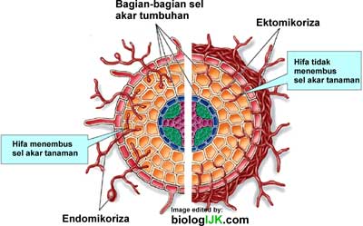 ektomikoriza dan endomikoriza
