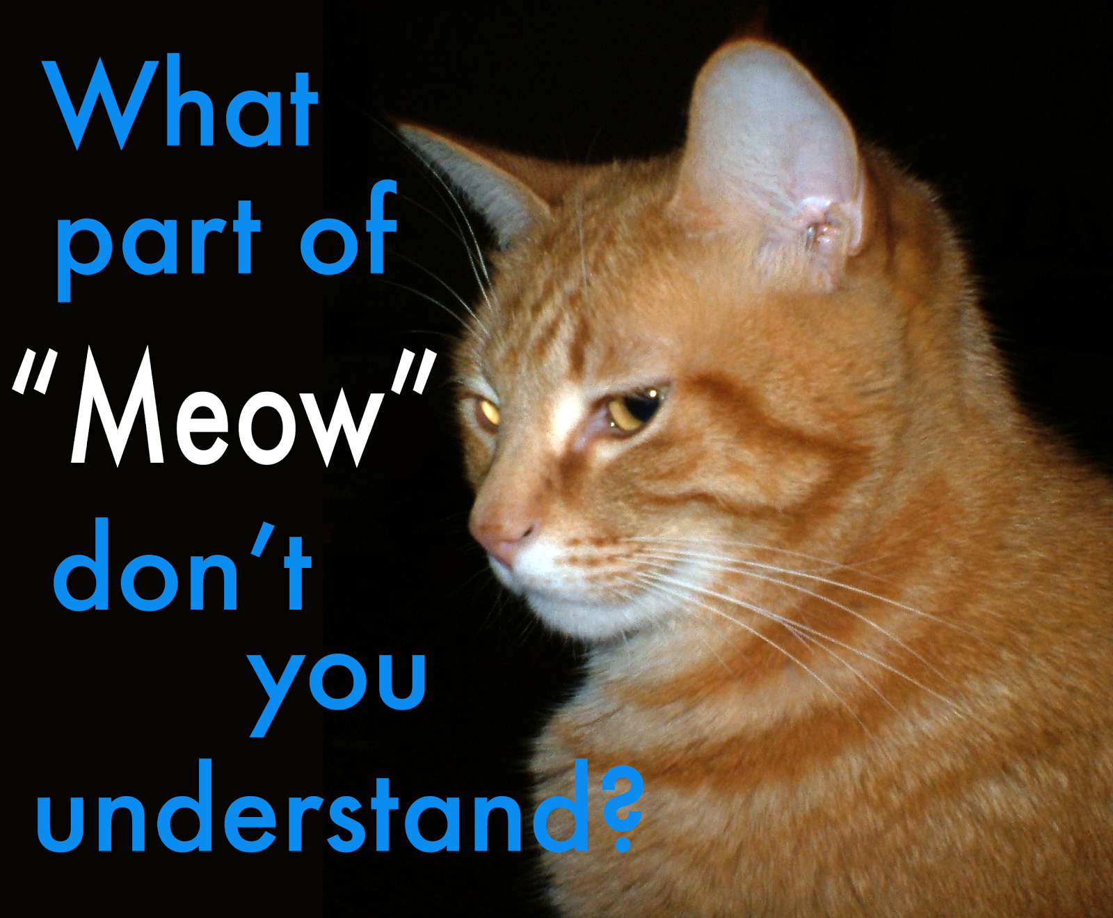 The Very Best Cats: More New Designs at Meow Meow Bow Wow Gifts