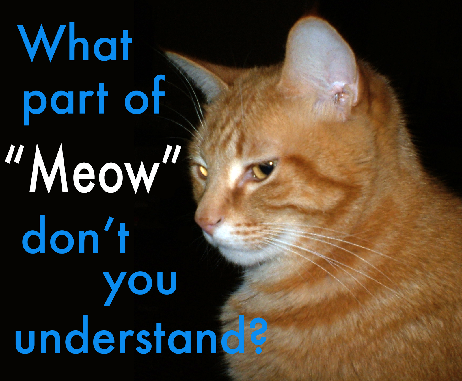 What Does Cat Mean What Does Cat Mean
