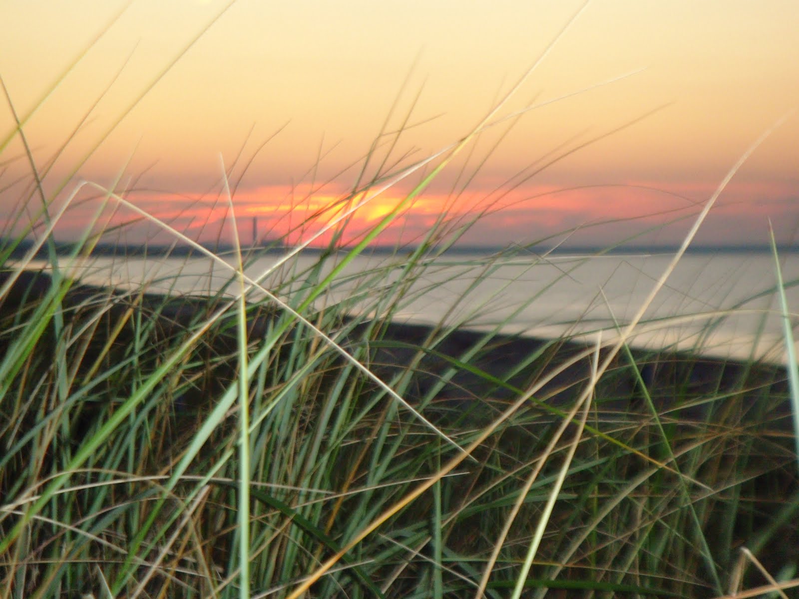 The Lollipop Tree Sandy Neck Magic