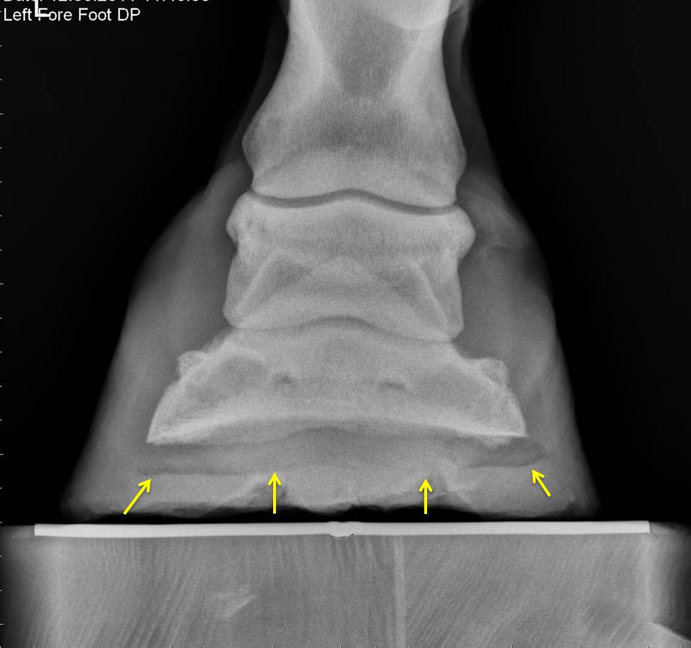 Michael Porter, Equine Veterinarian Recurrent Foot Abscess