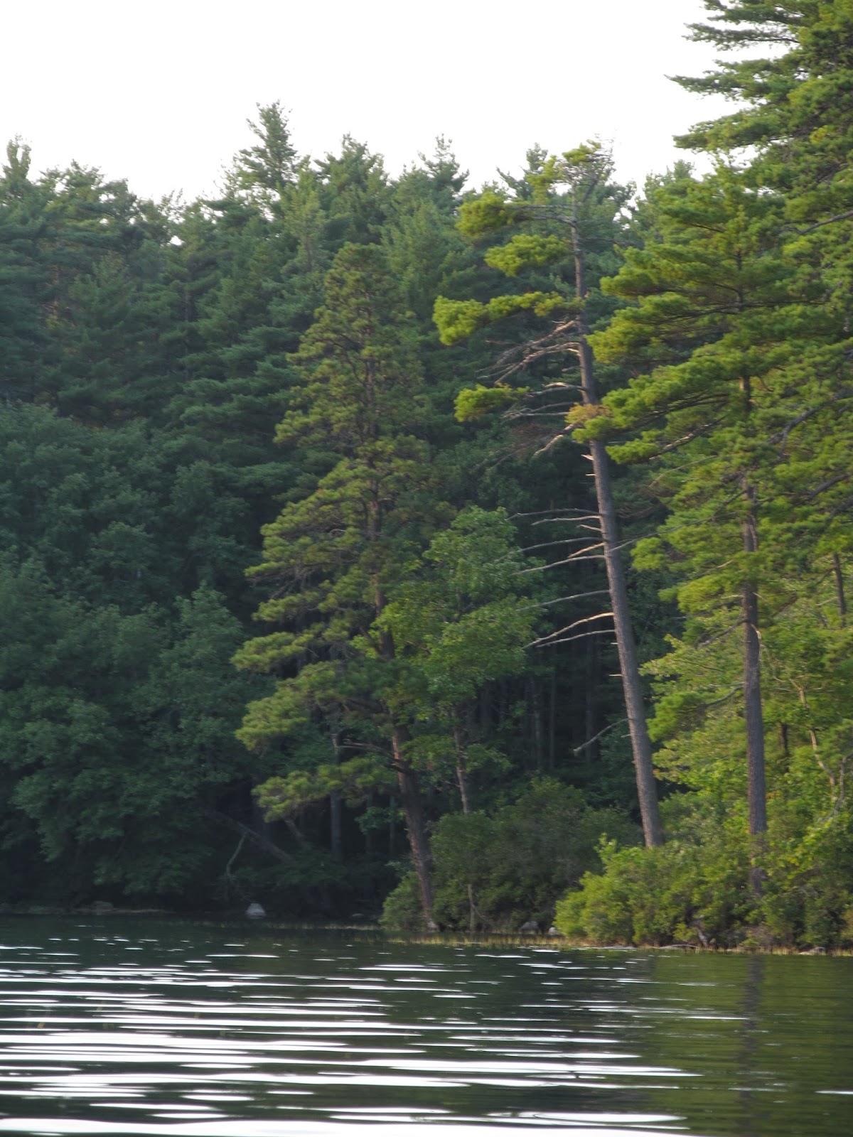 Recreational Kayaking in Maine Trickey Pond, Naples