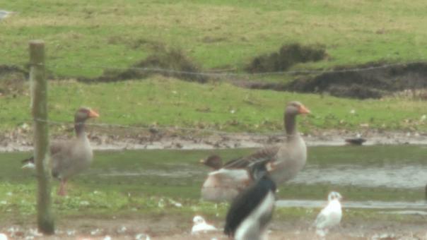 BEAN GOOSE-BUDWORTH MERE-NORTHWICH-23RD FEBRUARY 2012