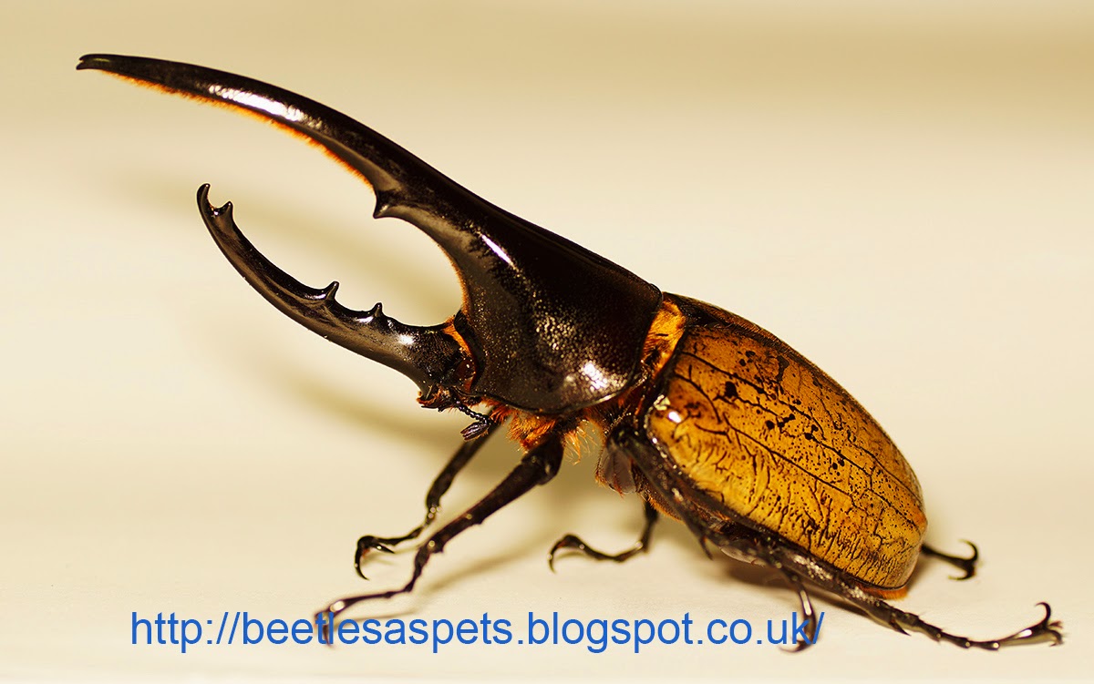 hercules rhinoceros beetle for sale hercules rhinoceros beetle for sale