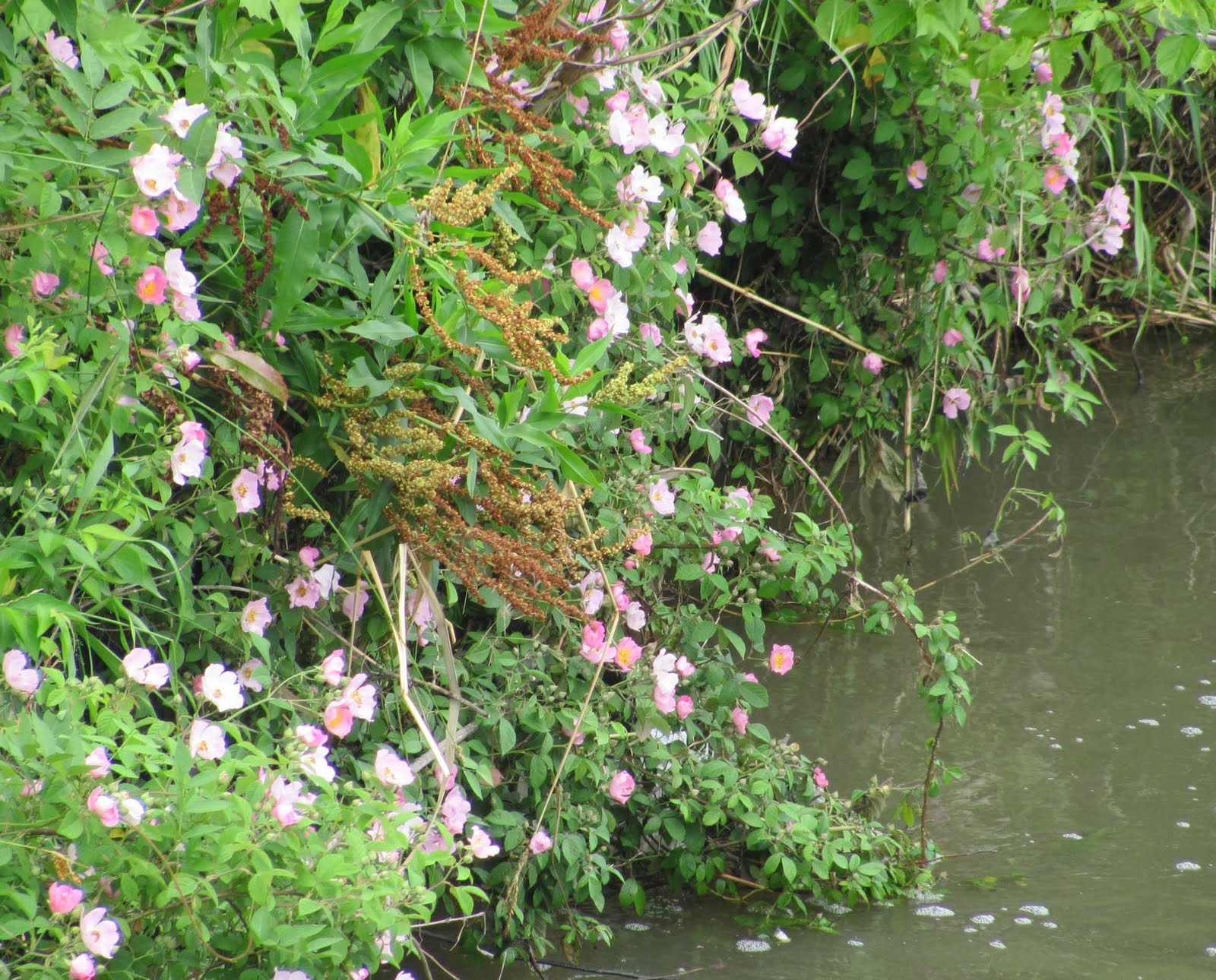 Speedway Daily Photo: Creek Flowers