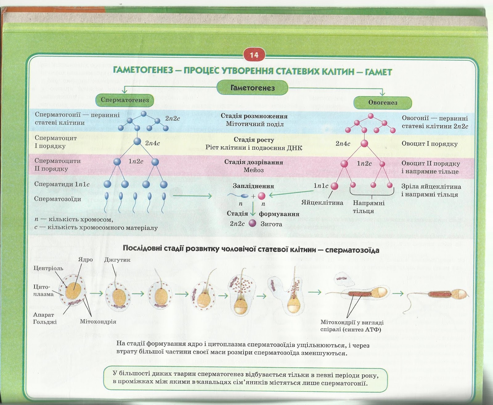 овоцит первого порядка хромосомный набор. фаза созревания гаметогенеза. периоды сперматогенеза и овогенеза. набор хромосом у растений схема. гаметогенез биология фазы.