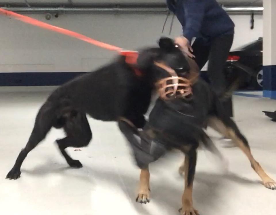 Freundeskreis Der Strassenhunde In Campulung E V Spende Fur