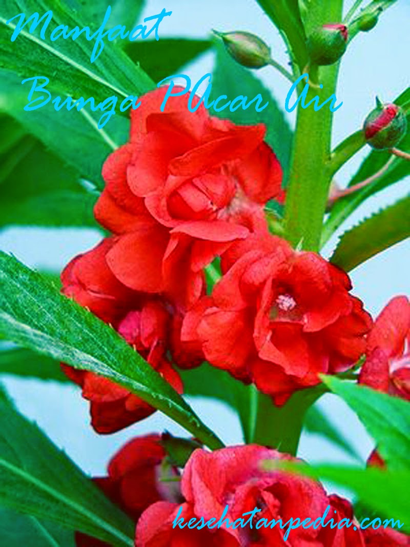 Manfaat Bunga Pacar Air untuk Kesehatan - kesehatanpedia