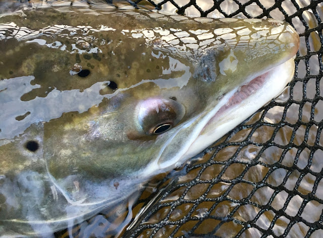 Portrait of a unicorn (atlantic salmon :) complete with sea lice. Photo taken by Dylan Bishop. Grand Cascapedia, Quebec Portrait of a unicorn (atlantic salmon :) complete with sea lice. Photo taken by Dylan Bishop. Grand Cascapedia, Quebec