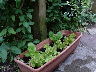 holiday proof garden containers moved to cool shady spots Green Fingered Blog holiday proof garden containers moved to cool shady spots Green Fingered Blog