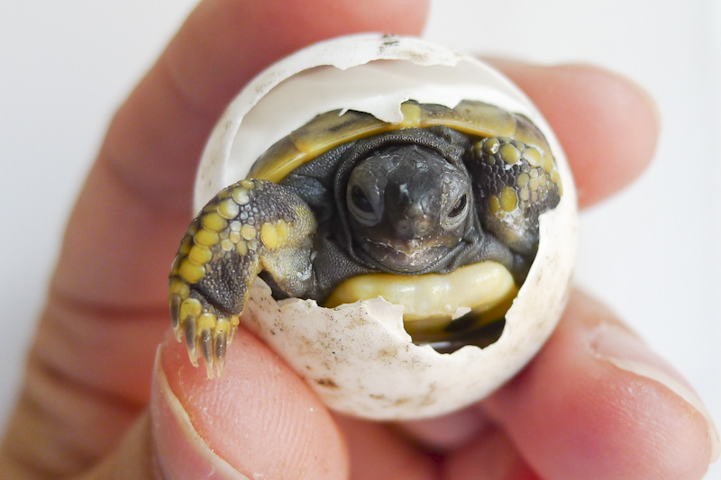 Wild up North Hatching Hermann