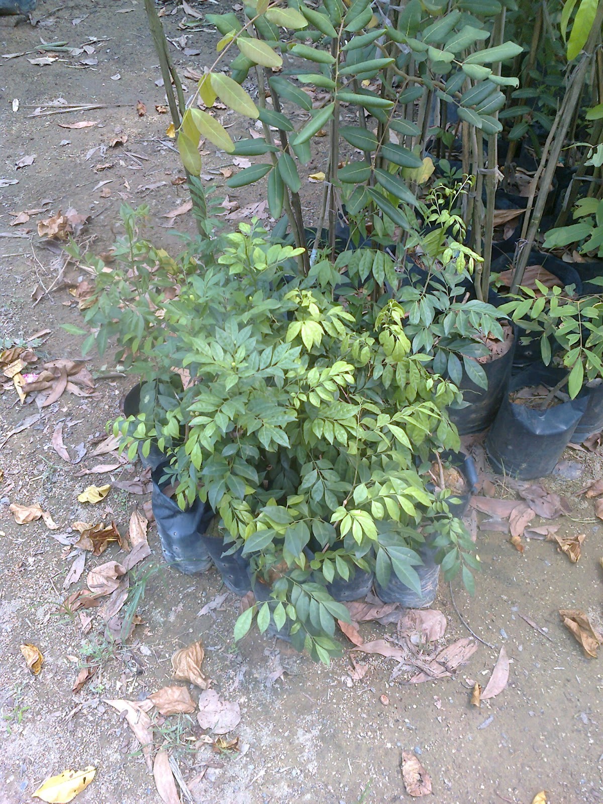 Ini sebuah kisah cinta, dari sekeping hati...: Pokok Kemuning (Murraya ...