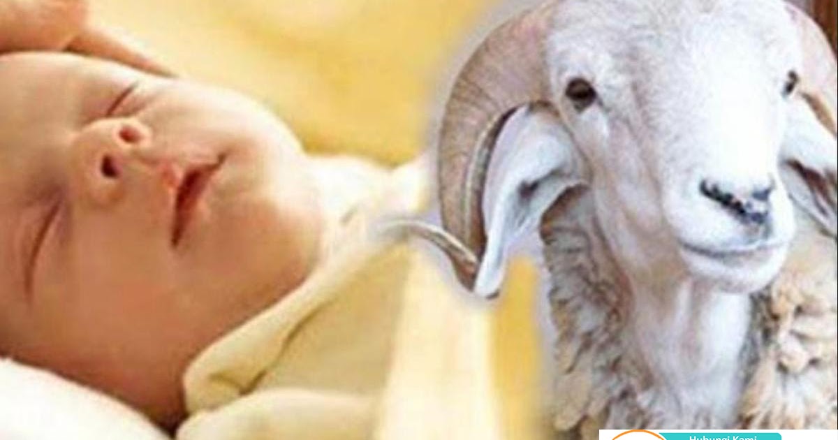 Syarat Kambing Aqiqah Anak LakiLaki dan Anak Perempuan