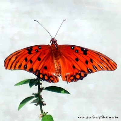 Gulf Fritillary Butterfly Gulf Fritillary Butterfly